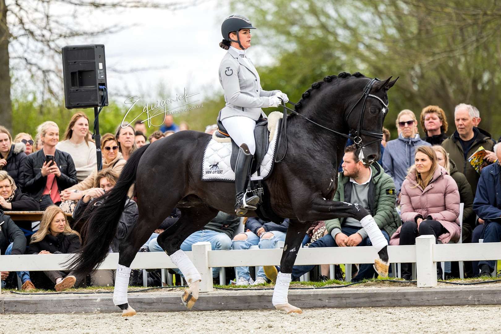 Nordic Blue Hors Stallion Nordic Blue Hors Stallion